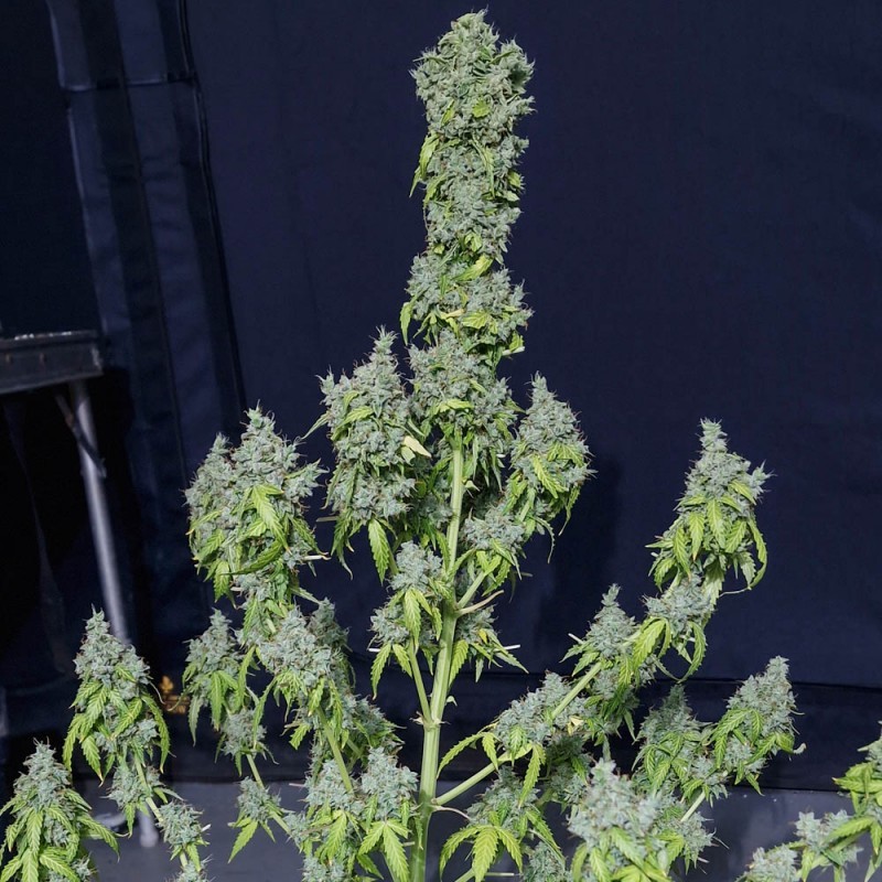 MAGIC TREE AUTO · Eva Seeds · cannabis seeds · AutoFem
