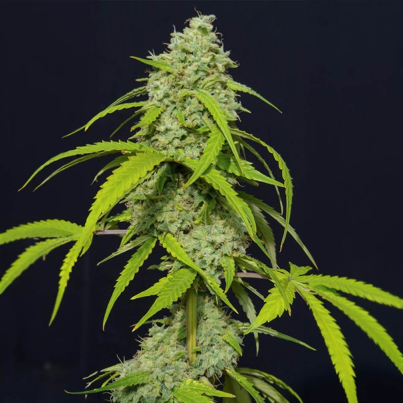 ORANGE KUSH AUTO · Eva Seeds · cannabis seeds · AutoFem