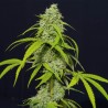 ORANGE KUSH AUTO · Eva Seeds · cannabis seeds · AutoFem