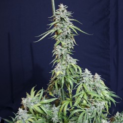 SUPER WATERMELON AUTO · Eva...