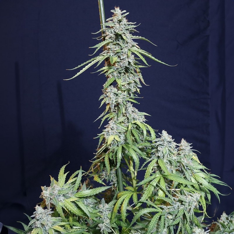 SUPER WATERMELON AUTO · Eva Seeds · cannabis seeds · AutoFem