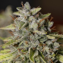 VIEJO TOBY· Eva Seeds ·...