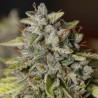 VIEJO TOBY· Eva Seeds · cannabis seeds · Fem