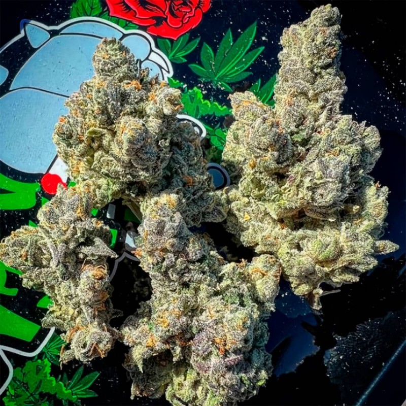 BAKERS DELIGHT · DNA Genetics · kenevir tohum · disi · Fem