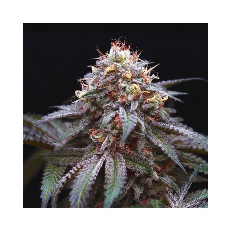 DOUBLE STUFFED SORBET · DNA Genetics · kenevir tohum · disi · Fem