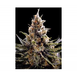24K GOLD · DNA Genetics · kenevir tohum · Disi · Fem