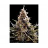 24K GOLD · DNA Genetics · kenevir tohum · Disi · Fem