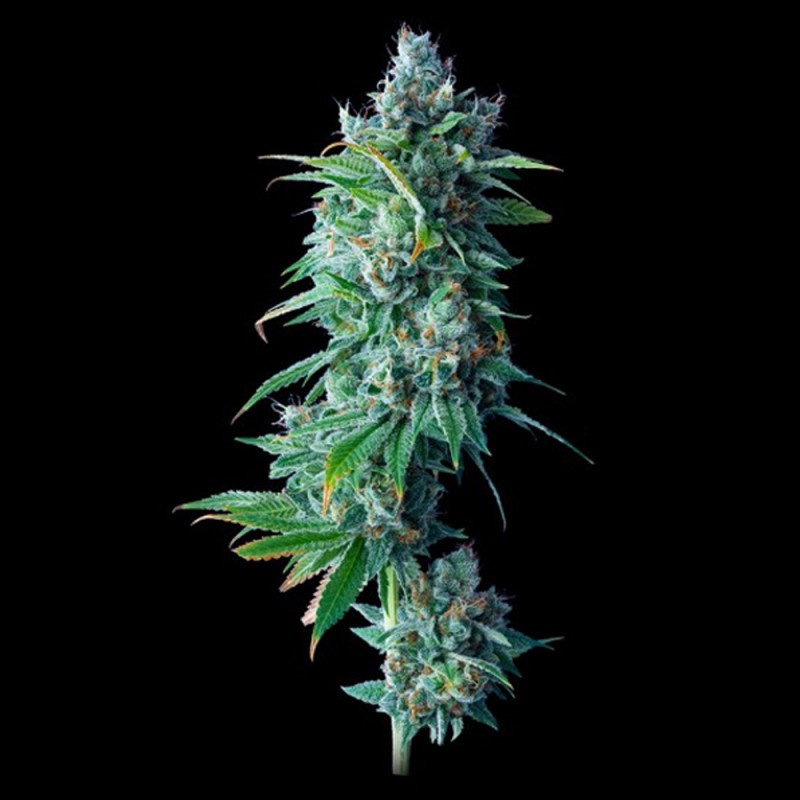 24K GOLD · DNA Genetics · kenevir tohum · Disi · Fem