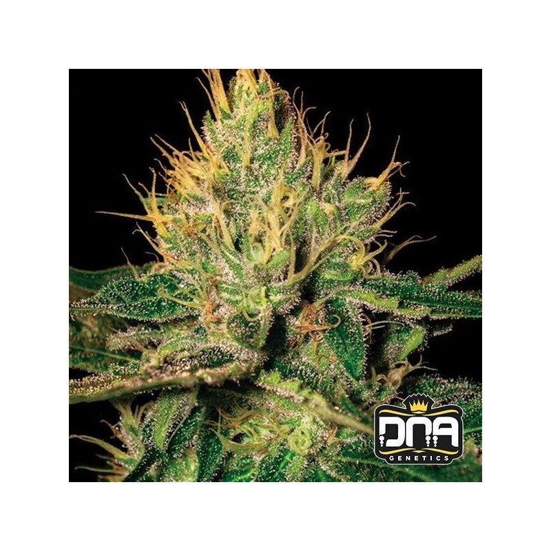 CANNALOPE HAZE · DNA Genetics · kenevir tohum · disi · Fem