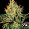 CANNALOPE HAZE · DNA Genetics · cannabis seeds · Fem