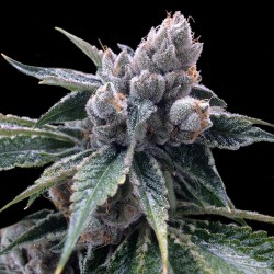 WHITE WALKER KUSH · DNA...