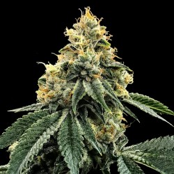 KOSHER DAWG · DNA Genetics...