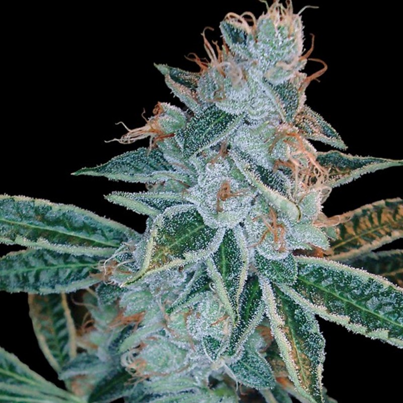 LEMON OG KUSH · DNA Genetics · kenevir tohum · disi · Fem