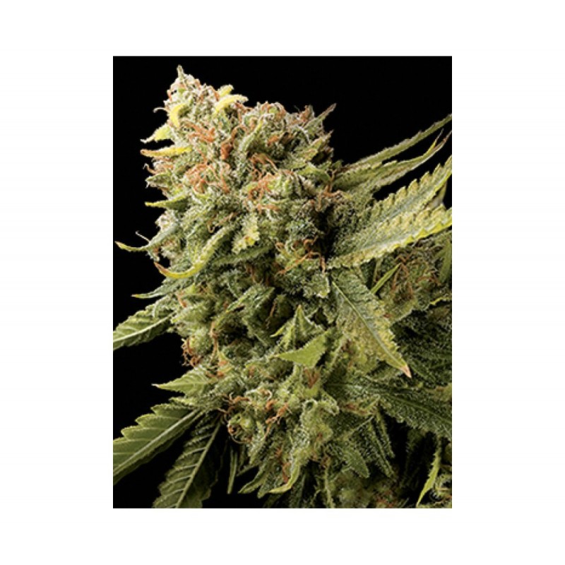 LEMON SKUNK · DNA Genetics · kenevir tohum · disi · Fem