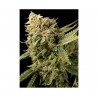 LEMON SKUNK · DNA Genetics · kenevir tohum · disi · Fem