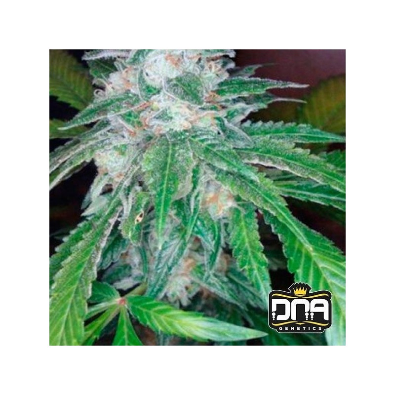 THE OG 18  RESERVA PRIVADA  · DNA Genetics · kenevir tohum · disi · Fem
