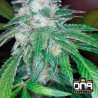 THE OG 18  RESERVA PRIVADA  · DNA Genetics · kenevir tohum · disi · Fem