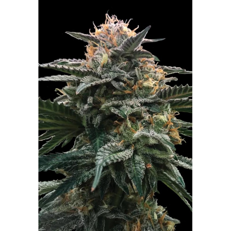 BLOOD ORANGE SORBET · DNA Genetics · kenevir tohum · disi · Fem