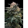 BLOOD ORANGE SORBET · DNA Genetics · kenevir tohum · disi · Fem