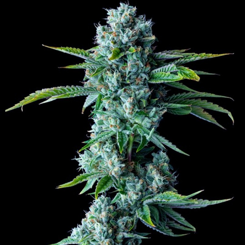 SKYWALKER KUSH · DNA Genetics · kenevir tohum · disi · Fem