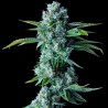 SKYWALKER KUSH · DNA Genetics · kenevir tohum · disi · Fem