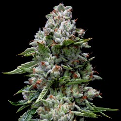 KOSHER KUSH · DNA Genetics · kenevir tohum · disi · Fem