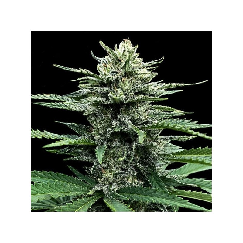 AUTO STRAWBERRY BANANA · DNA Genetics · kenevir tohum · disi · Auto Fem