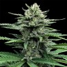 AUTO STRAWBERRY BANANA · DNA Genetics · kenevir tohum · disi · Auto Fem