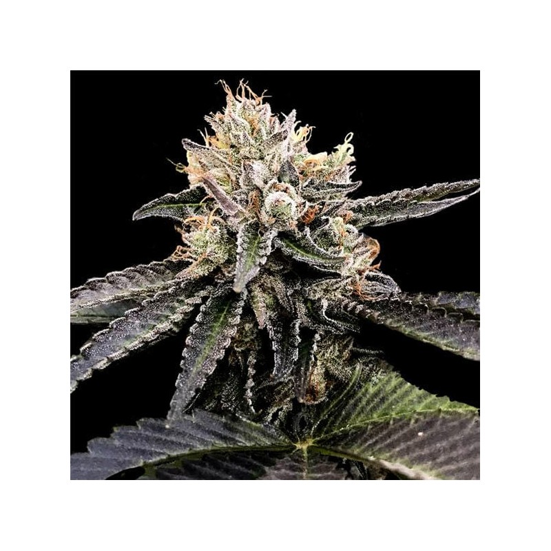 CATARACT CAKE · DNA Genetics · cannabis seeds · Fem