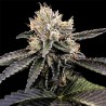 CATARACT CAKE · DNA Genetics · cannabis seeds · Fem