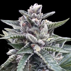 KOSHER SORBET · DNA...