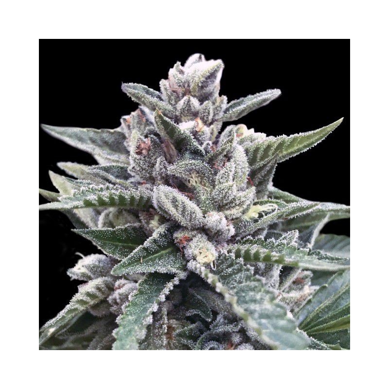 KOSHER SORBET · DNA Genetics · kenevir tohum · disi · Fem