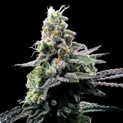 PURPLE KOSHER · DNA...