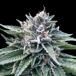 SORBET 4 · DNA Genetics ·...