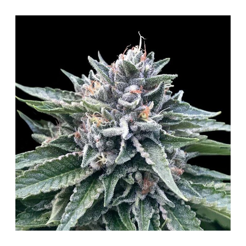 SORBET 4 · DNA Genetics · kenevir tohum · disi · Fem