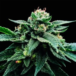 SORBET STASH · DNA Genetics...
