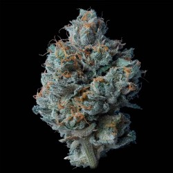 ZALLAH BREAD · DNA Genetics...