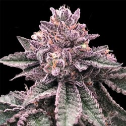 DNA CAKE · DNA Genetics ·...