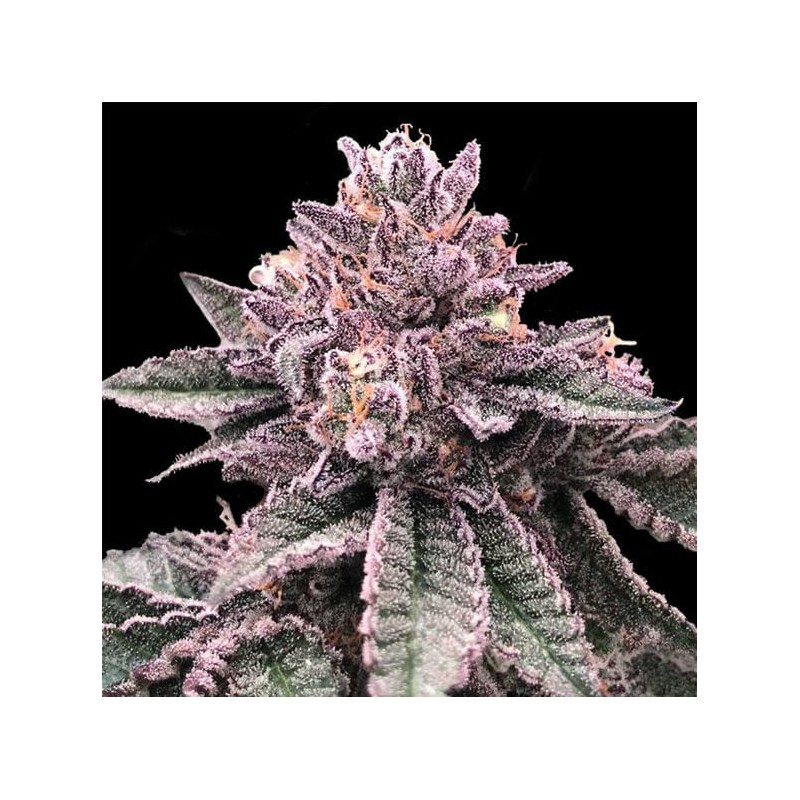 DNA CAKE · DNA Genetics · cannabis seeds · Fem