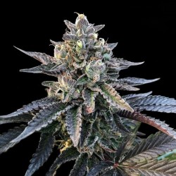 GELATO SORBET · DNA...
