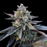 GELATO SORBET · DNA Genetics · kenevir tohum · disi · Fem
