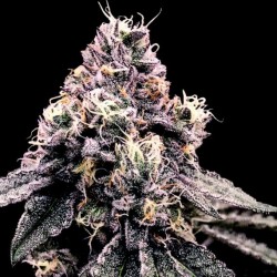 KOSHER PIE · DNA Genetics ·...
