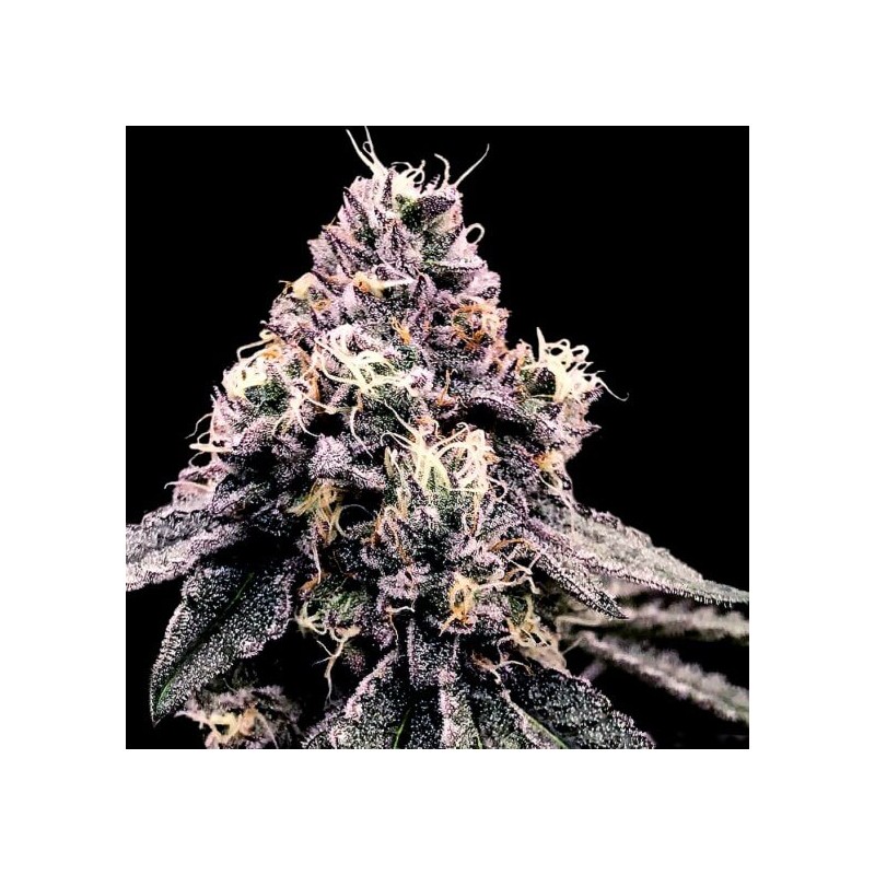 KOSHER PIE · DNA Genetics · kenevir tohum · disi · Fem