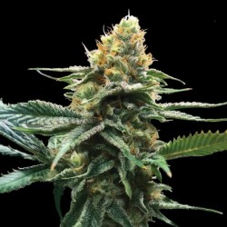 SOUR SORBET · DNA Genetics...