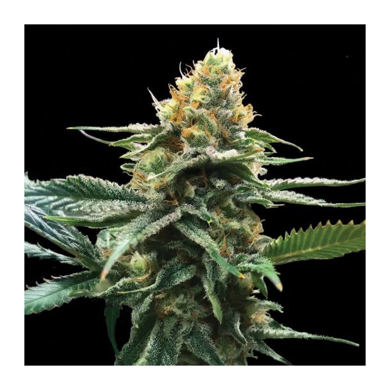 SOUR SORBET · DNA Genetics · kenevir tohum · disi · Fem