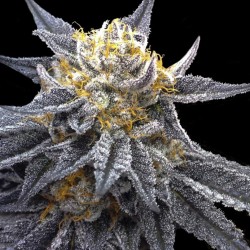 SSOG · DNA Genetics ·...