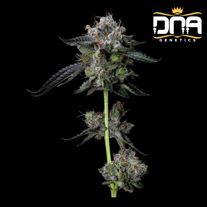 FOUR PROPHETS · DNA Genetics · kenevir tohum · disi · Fem