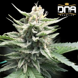 HONEY BANANA S1 · DNA...