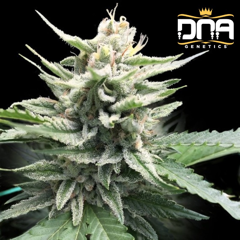 HONEY BANANA S1 · DNA Genetics · kenevir tohum · disi · Fem