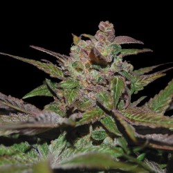 PURPLE WRECK · DNA Genetics...